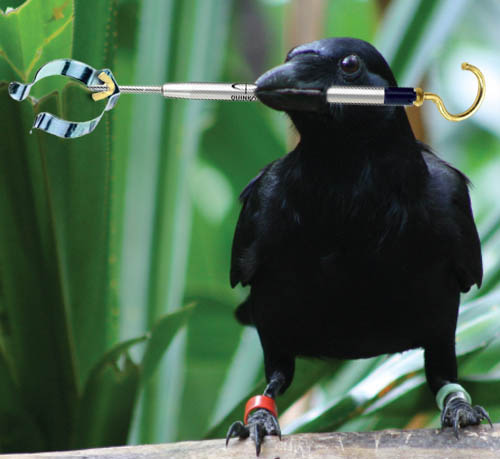 Crow builds compound tool to reach food