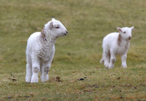 Ex-soldier rescued from cliffs after flock of lambs attacked him