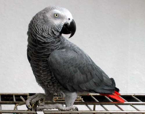 Parrot can recite the value of Pi to 535 decimal places
