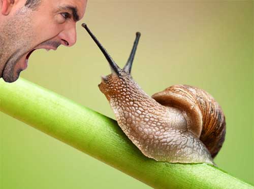 Shout at a snail and it will eat someone else’s lettuces