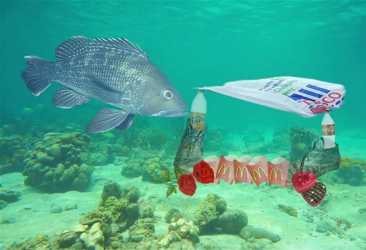 Fish filmed building 'homes' for mates from plastic waste - Satire from ...